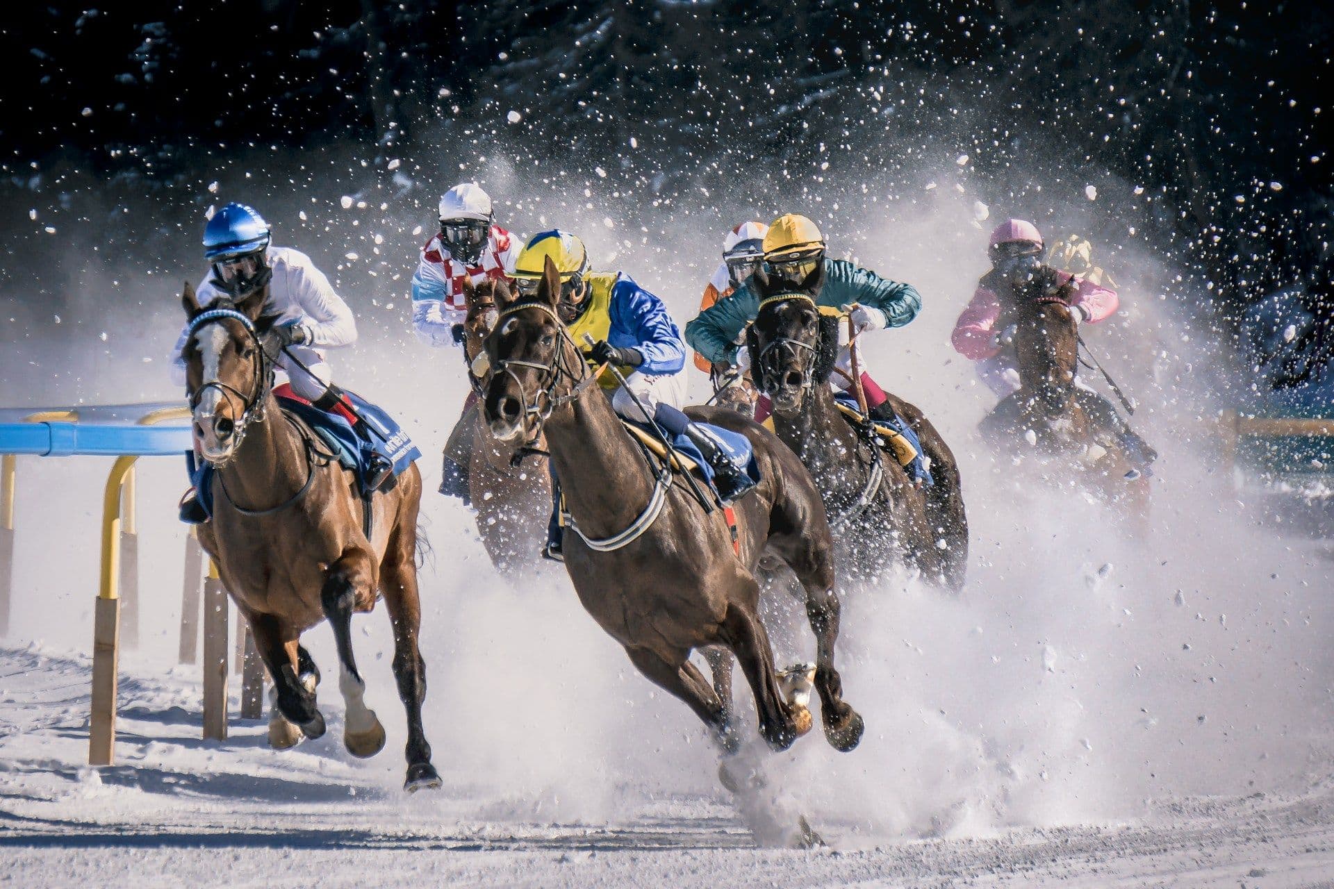 A horse race on snow